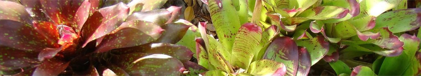 Amenities Kahala Mini Resort