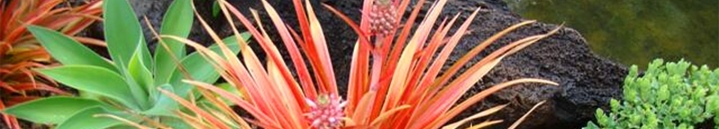 Contact about Kahala Mini Resort